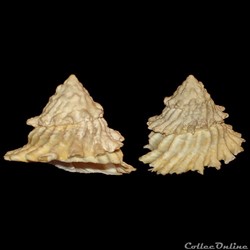 Turbinidae - Lithopoma tectum (Lightfoot, 1786)