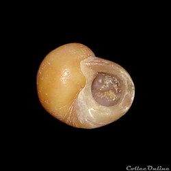 Littorinidae - Littorina obtusata (Linné, 1758)