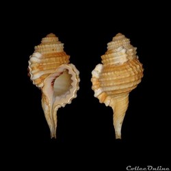 Cymatiidae - Ranularia cynocephala (Lamarck, 1816)