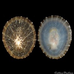 Patellidae - Cymbula safiana (Lamarck, 1819)
