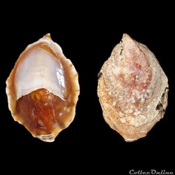Calyptraeidae - Crepidula porcellana (Lamarck, 1801)