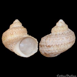 Turbinidae - Turbo castanea (Gmelin, 1791)