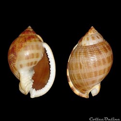 Cassidae - Semicassis saburon (Bruguière, 1792)