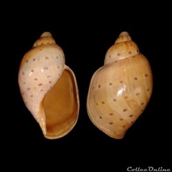 Volutidae - Ampulla priamus (Gmelin, 1791)