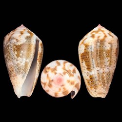 Pionoconus striolatus (Kiener, 1848)
