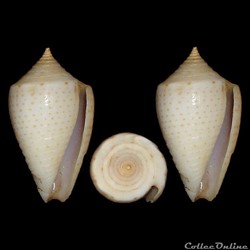 Conidae - Ximeniconus (Perplexiconus) puncticulatus columba (Hwass in Bruguière 1792)
