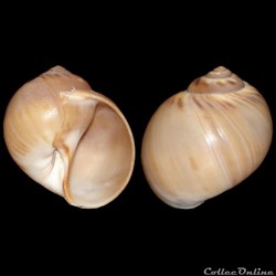 Naticidae - Euspira catena (da Costa, 1778)