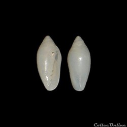 Marginellidae - Volvarina mitrella (Risso, 1826)