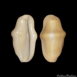Ovulidae - Cyphoma gibbosum (Linné, 1758)