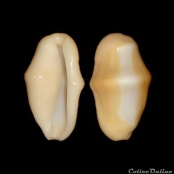 Ovulidae - Cyphoma gibbosum (Linné, 1758)