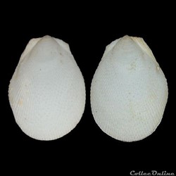 Limidae - Ctenoides scaber (Born, 1778)