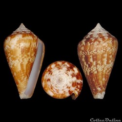 Conidae - Lautoconus (Lautoconus) pineaui (Pin & Leung Tack, 1989)