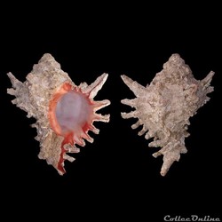 Muricidae - Hexaplex duplex (Röding, 1798)