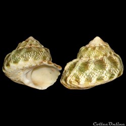 Turbinidae - Lithopoma tuber (Linné, 1758)