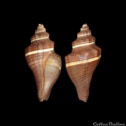 Melongenidae - Pugilina morio (Linné, 1758)