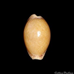 Cypraeidae - Naria acicularis (Gmelin, 1791)