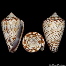 Lautoconus (Africonus) galeao (Rolán, 1996)