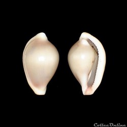 Ovulidae - Pseudosimnia carnea (Poiret, 1789)