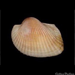 Arcidae - Lunarca ovalis (Bruguière, 1789)