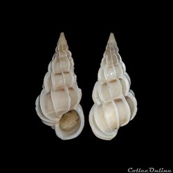 Epitoniidae - Gyroscala commutata (Monterosato, 1877)