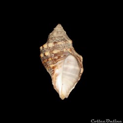 Muricidae - Stramonita rustica (Lamarck, 1822)