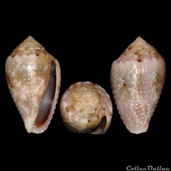 Virroconus coronatus (Gmelin, 1791)