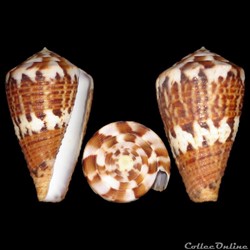 Rhizoconus capitaneus f. ceciliae (Crosse, 1858)