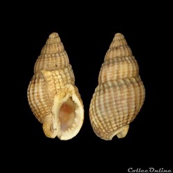 Nassariidae - Tritia reticulata (Linné, 1758)