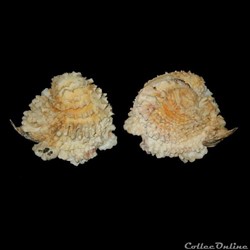 Chamidae - Chama macerophylla (Gmelin, 1791)