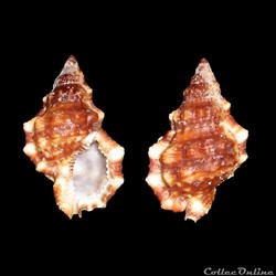 Bursidae - Bursa cubaniana (d'Orbigny, 1841)