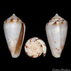 Floraconus algoensis scitulus (Reeve, 1849)
