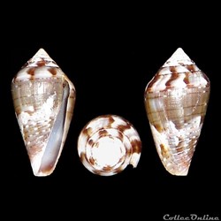 Conidae - Lautoconus (Lautoconus) echinophilus (Petuch, 1975)