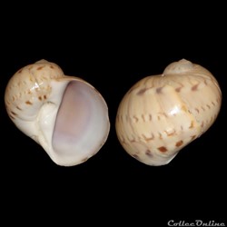 Naticidae - Naticarius canrena (Linné, 1758)