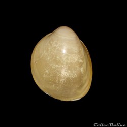 Cardiidae - Fulvia laevigata (Linné, 1758)
