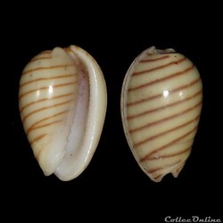 Cystiscidae - Persicula cingulata (Dillwyn, 1834)