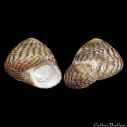 Trochidae - Steromphala pennanti (Philippi, 1846)