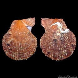 Pectinidae - Mimachlamys varia (Linné, 1758)