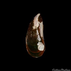 Mytilidae - Perna perna (Linné, 1758)