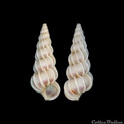 Epitoniidae - Gyroscala commutata (Monterosato, 1877)