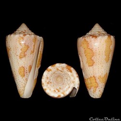 Conidae - Tenorioconus insularis (Gmelin, 1791)