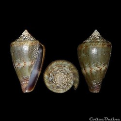 Lautoconus (Africonus) infinitus (Rolán, 1990)