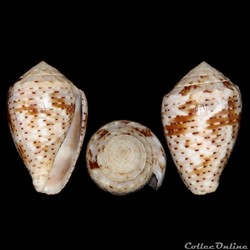 Virroconus coronatus (Gmelin, 1791)