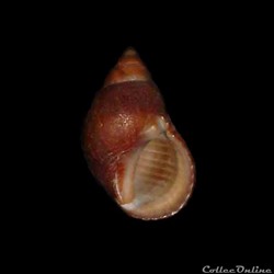 Planaxidae - Supplanaxis nucleus (Bruguière, 1789)