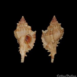 Muricidae - Siratus lamyi (Merle & Garrigues, 2008)