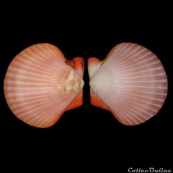 Pectinidae - Aequipecten flabellum (Gmelin, 1791)