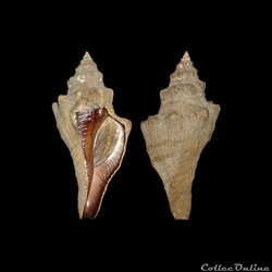 Melongenidae - Pugilina morio (Linné, 1758)