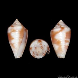 Jaspidiconus branhamae (Clench, 1953)