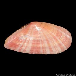 Tellinidae - Moerella pulchella (Lamarck, 1818)