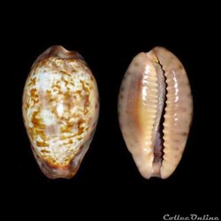 Cypraeidae - Zonaria zonaria (Gmelin, 1791)