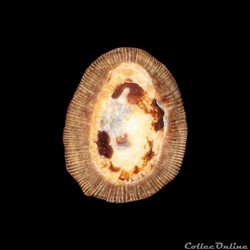 Siphonariidae - Siphonaria pectinata (Linné, 1758)